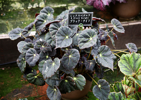 B. ‘Black Night’